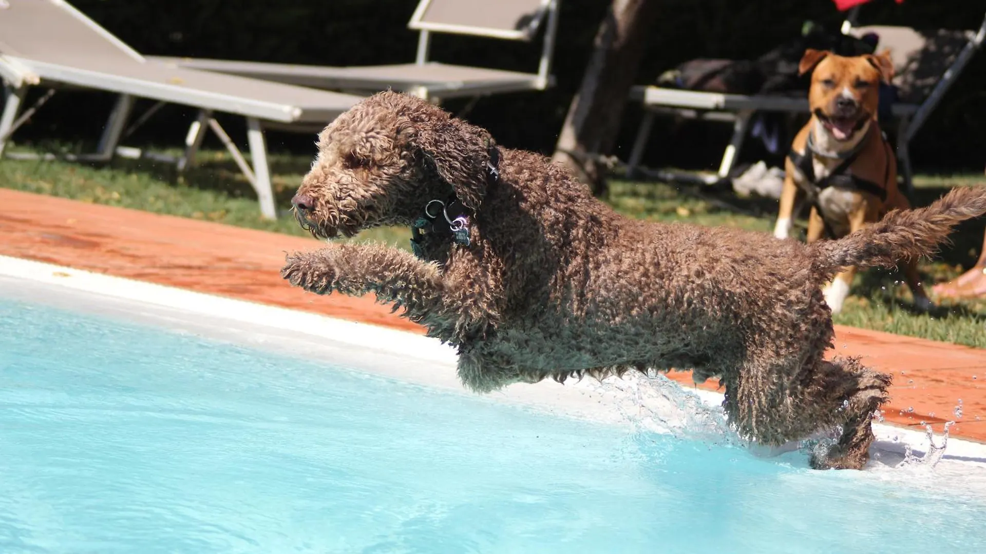 Pet Hotel Virginia - Hotel Per Cani Rimini