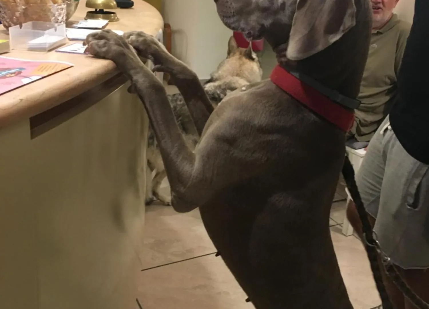 Pet Hotel Virginia - Hotel Per Cani Rimini