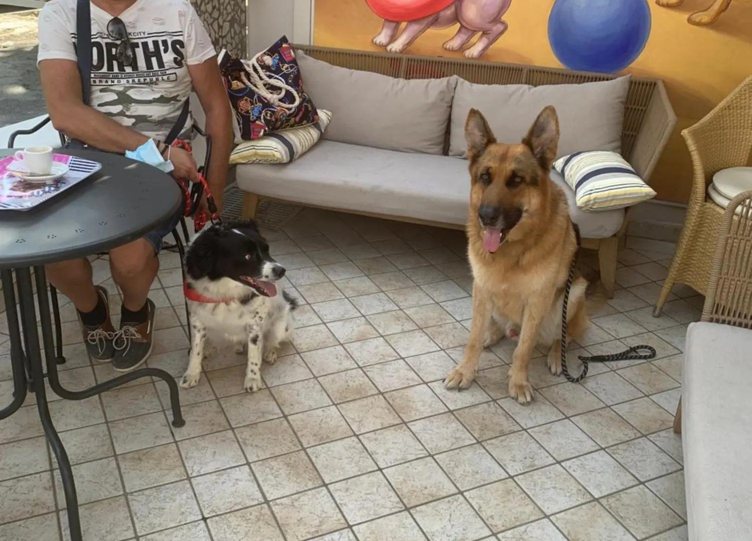 Pet Hotel Virginia - Hotel Per Cani Rimini