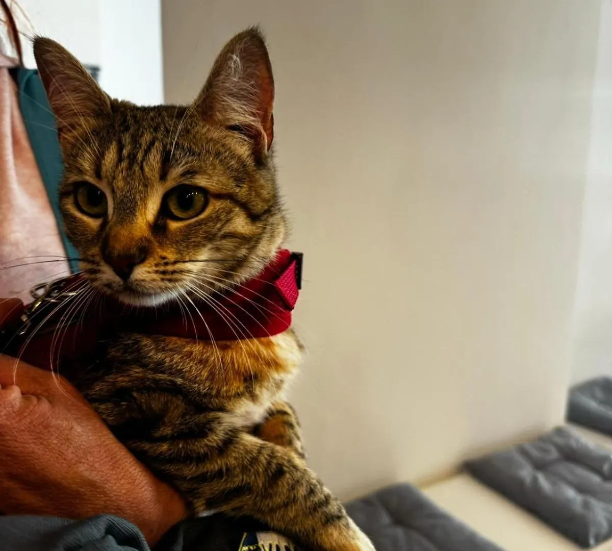 Pet Hotel Virginia - Hotel Per Cani Rimini