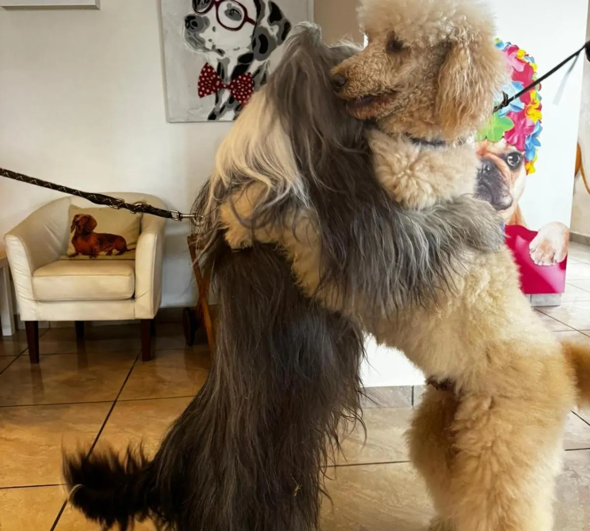 Pet Hotel Virginia - Hotel Per Cani Rimini