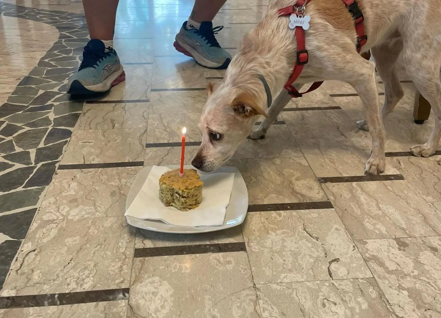 Pet Hotel Virginia - Hotel Per Cani Rimini