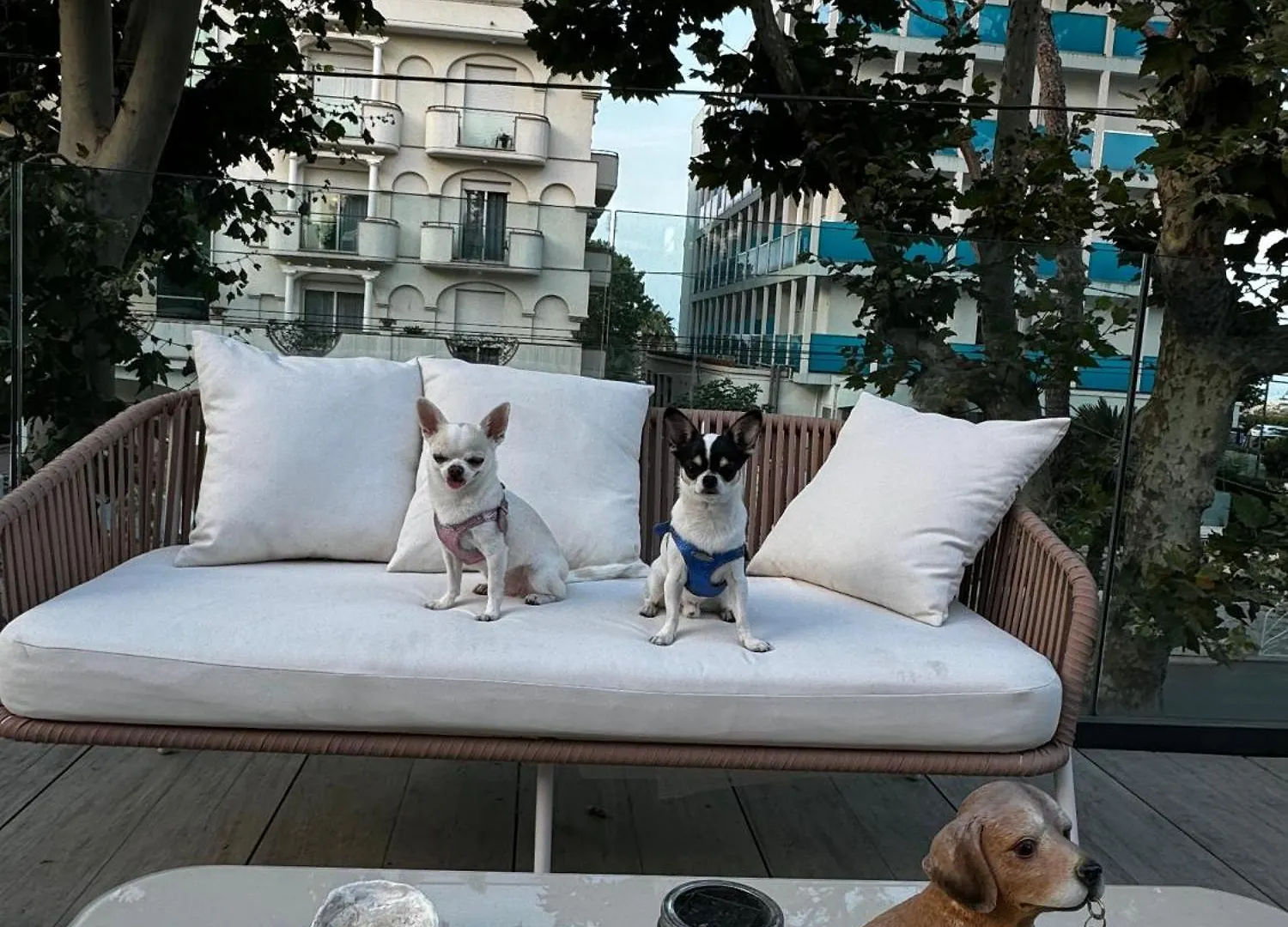 Pet Hotel Virginia - Hotel Per Cani Rimini