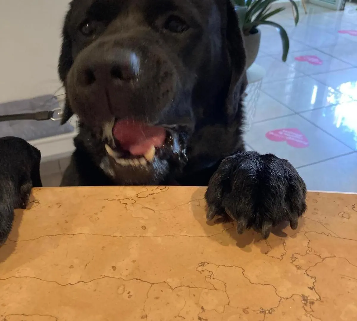 Pet Hotel Virginia - Hotel Per Cani Rimini