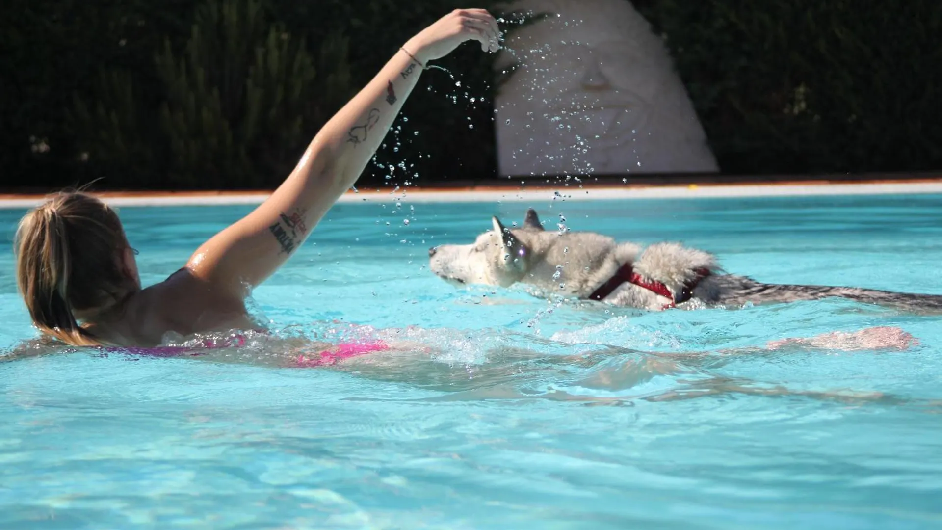 Pet Hotel Virginia - Hotel Per Cani Rimini 3*,  Italy