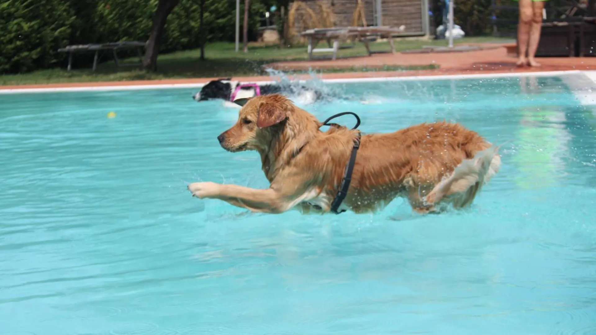 Pet Hotel Virginia - Hotel Per Cani Rimini