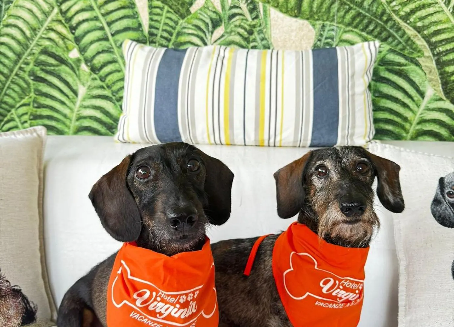 Pet Hotel Virginia - Hotel Per Cani Rimini