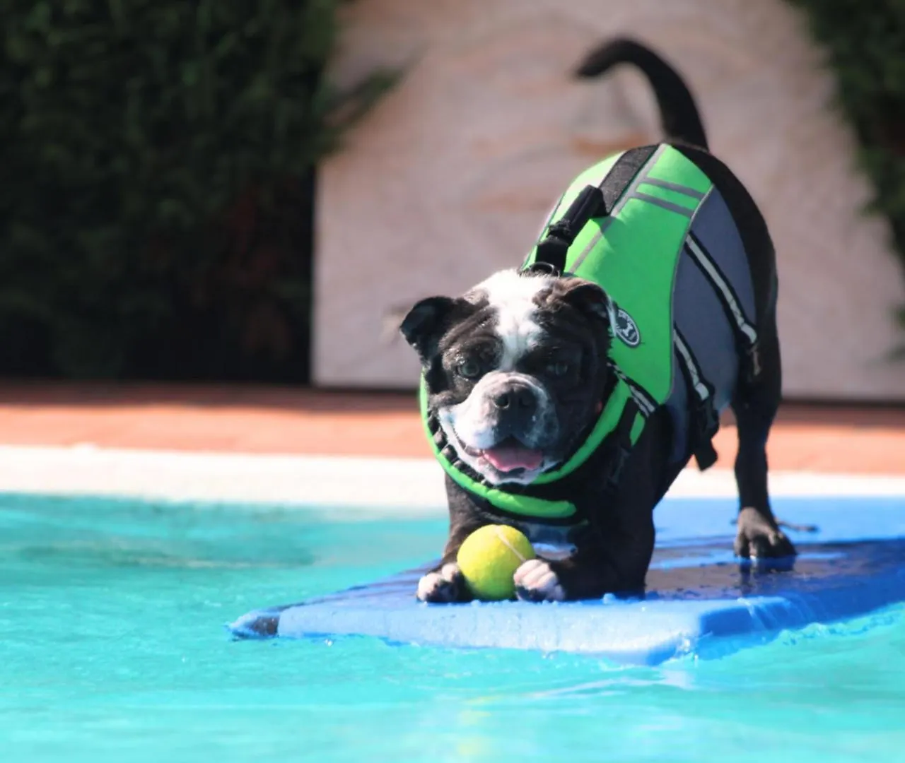 Pet Hotel Virginia - Hotel Per Cani Rimini