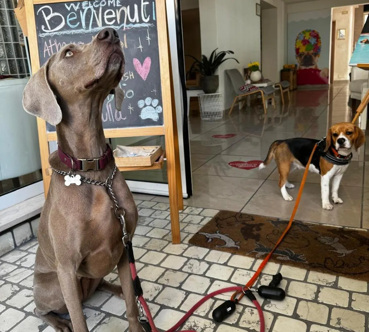 Pet Hotel Virginia - Hotel Per Cani Rimini